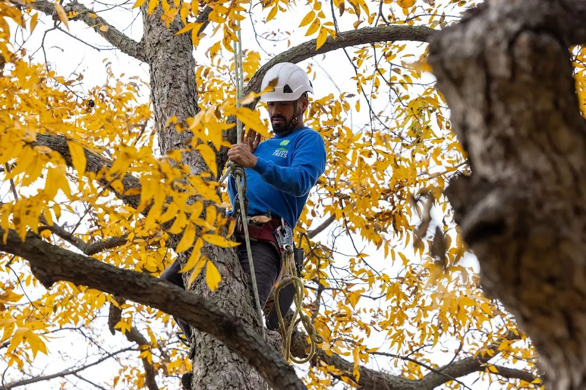 Skilled Tree Pruning crew working in Oceanville