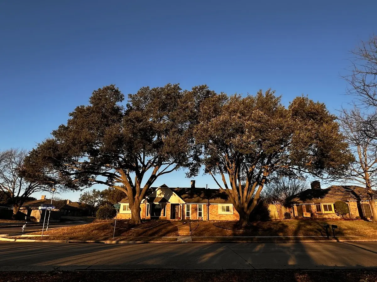 Established residential canopy tree shading a home in Oceanville